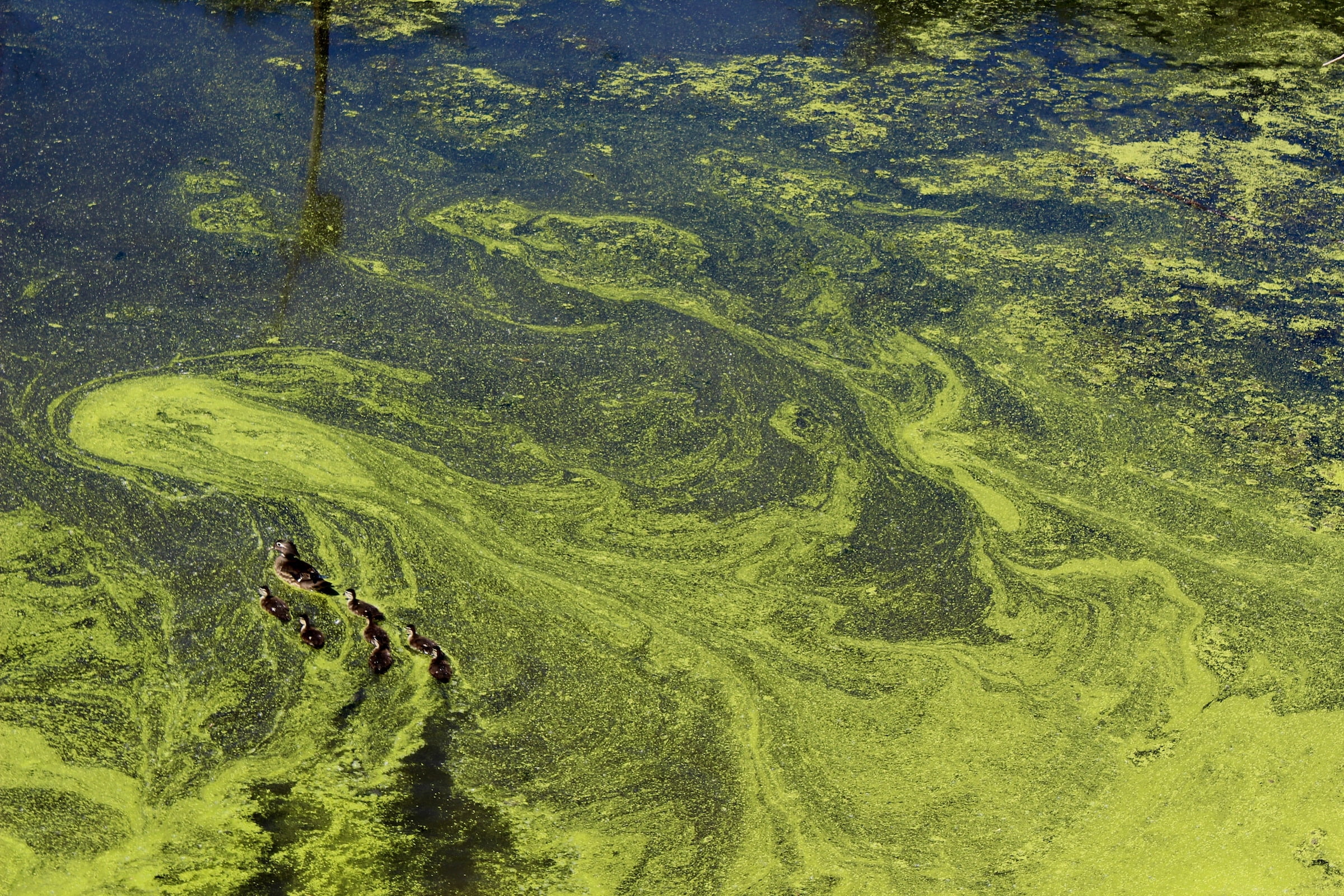 the innovative pursuit of algae-based biofuels is gaining momentum.