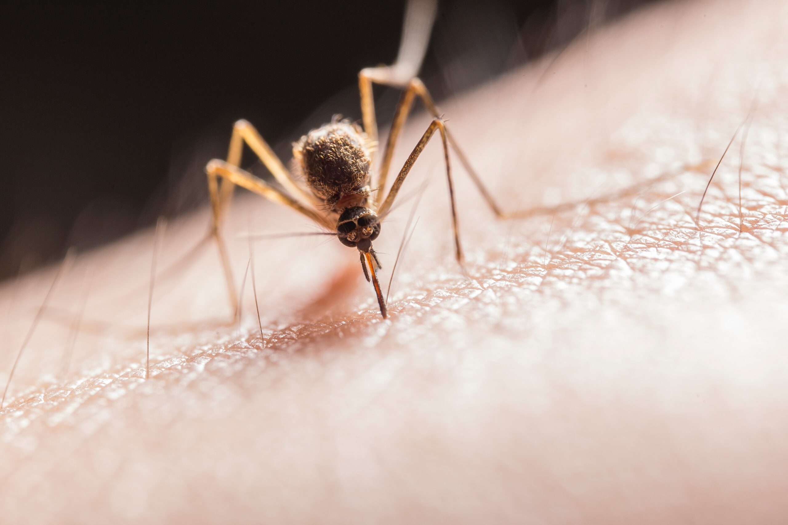 The rising temperatures and extended summers associated with climate change are paving the way for disease-carrying mosquitoes to make themselves at home